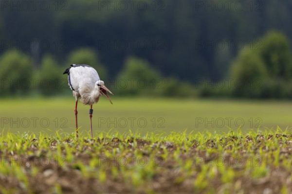 White stork (Ciconia ciconia) eating worm, farmland, Göggingen, Sigmaringen district,