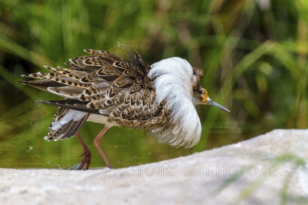 Bird with patterned plumage next to green surroundings, ruff (Calidris pugnax, Syn.: Philomachus