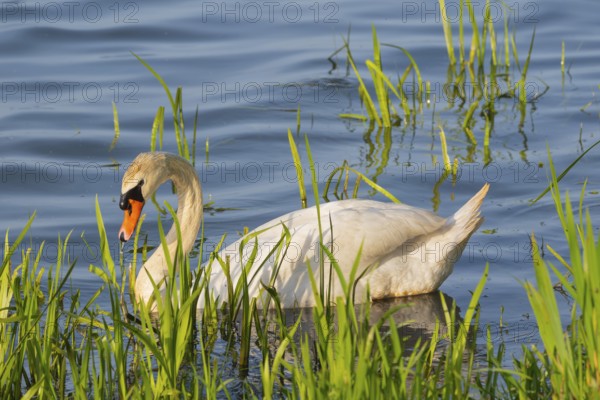 A Mute Swan (Cygnus olor) swimming on the shore of the Steinhuder Meer, animal photo, bird, bird