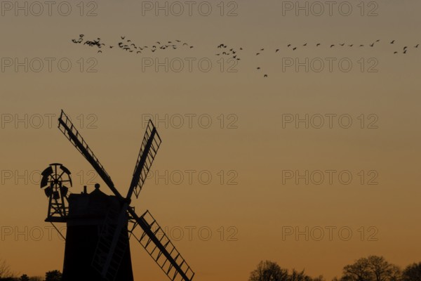 Windmill silhouette at sunset with a red sky and a skein or flock of Pink-footed geese (Anser