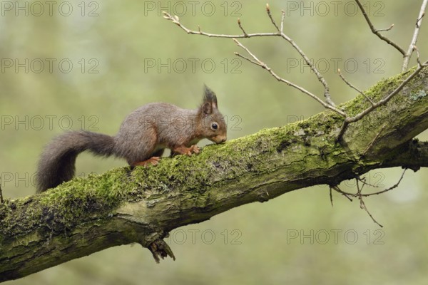 High up in the tree... Squirrel (Sciurus vulgaris) foraging in an old oak tree, in typical