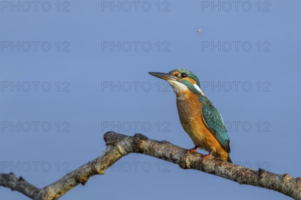Common Kingfisher (Alcedo atthis) female perched on a branch, Mecklenburg-Western Pomerania,