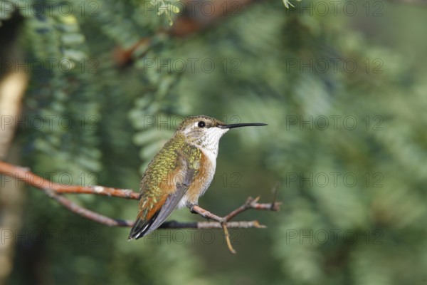 Rufous Hummingbird Selasphorus rufus Sierra Vista, Cochise County, ARIZONA, United States 23 August