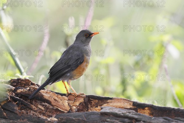 Africa, Kenya, Lake Baringo and Nairobi NP