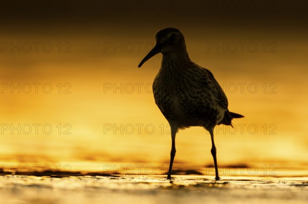 Dunlin (Calidris alpina), Asturias, Spain