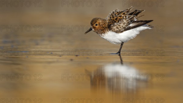 Sanderling (Calidris alba), Asturias, Spain