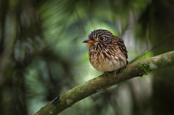 White-chested puffbird, Malacoptila fusca, bird in the nature forest habitat, Sumaco, Ecuador.