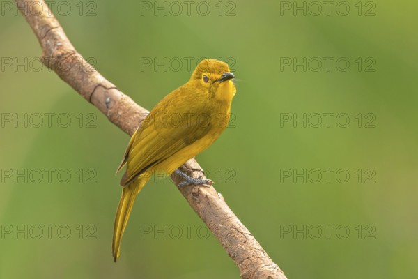 Goldbrauen-Bülbül (Acritillas indica) im Regenwald von Sri Lanka
