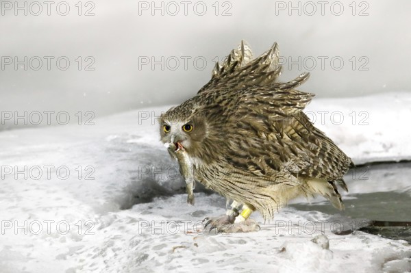 Blakiston's fish owl, catch fish in bill, largest living species of owl, fish owl, eagle owl. Bird