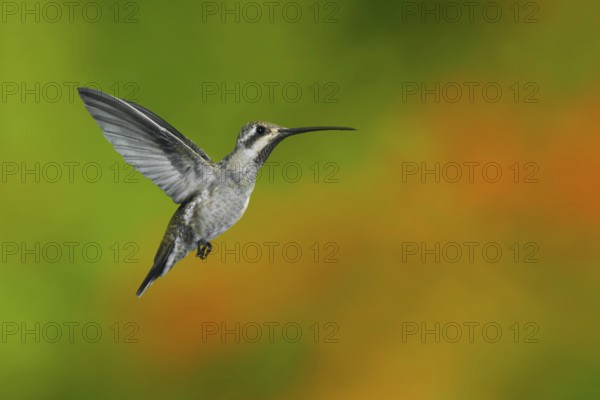 Plain-capped Starthroat Heliomaster constantii pinicola Puerto Vallart, Jalisco, Mexico 14 June