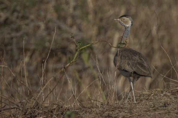 White-bellied Bustard (Eupodotis senegalensis) male, Senegal