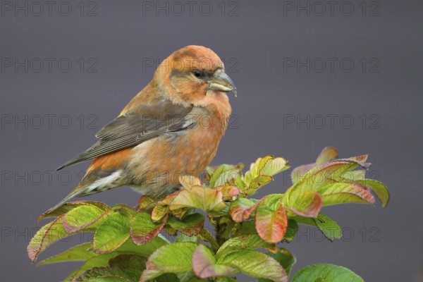 Common Crossbill - Fichtenkreuzschnabel - Loxia curvirostra ssp. curvirostra, Germany, adult male,