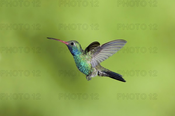 Broad-billed Hummingbird Cynanthus latirostris Santa Rita Mountains, Arizona, United States 18 May