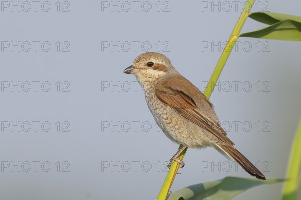Red-backed shrike (Lanius collurio), female sitting on a reed stalk, looking for prey, wildlife,