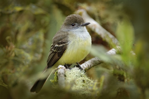Pale-edged flycatcher, Myiarchus cephalotes, hidden in the nature forest habitat. Bird sitting on