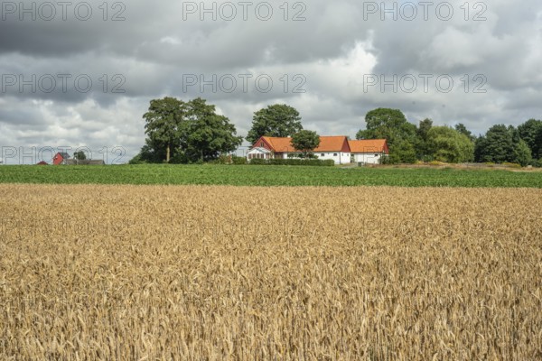 Field with ripe wheat at farm and heavy clouds in Ingelstorp, Ysads municipality, Skåne county,