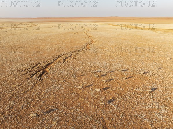 Gemsbok (Oryx gazella). Roaming an arid plain at the edge of the Namib Desert. Aerial view. Drone