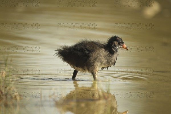 Green-footed moorhen (Gallinula chloropus) young bird foraging in the water in a gravel pit,