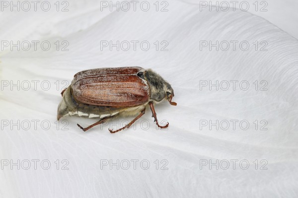 Cockchafer, field cockchafer (Melolontha melolontha), female on a clematis flower, Wilnsdorf, North