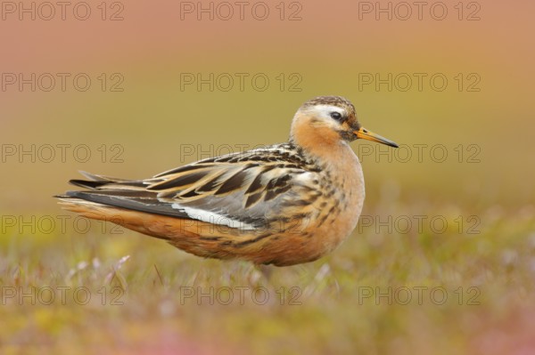 Grey Phalarope, Phalaropus fulicarius, orange and brown water bird in the grass nature habitat,