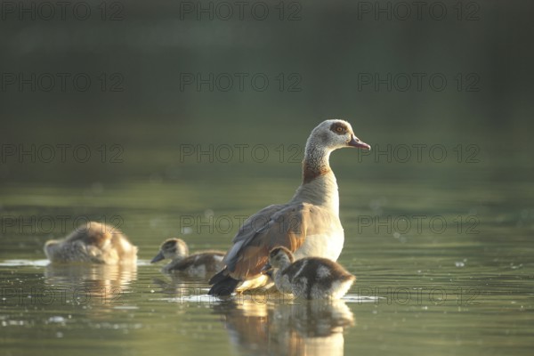 Egyptian goose (Alopochen aegyptiaca) adult bird with young in the water in a gravel pit, Allgäu,