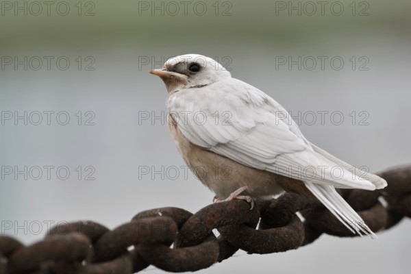 A speciality... Barn swallow (Hirundo rustica) with white plumage, genetic defect that completely