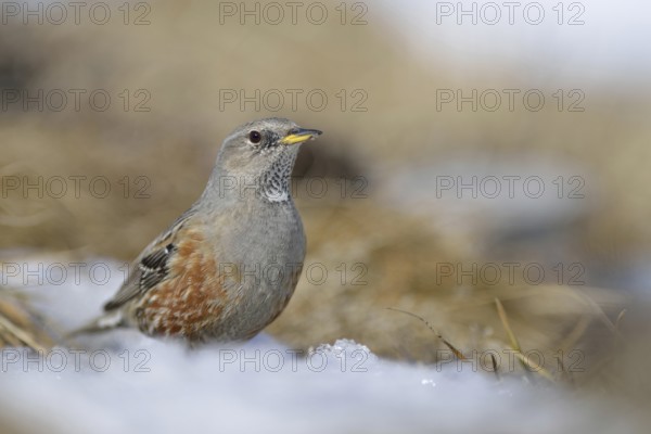 Not very shy... Alpine accentor (Prunella collaris), typical bird in the Alps, lives all year round