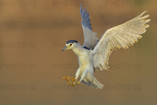 Nachtreiher, Black-crowned Night Heron, Night Heron, Black-crowned Night-Heron, Nycticorax
