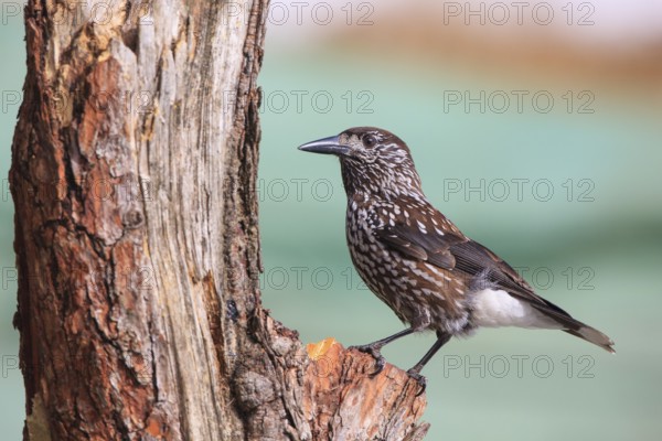 Spotted Nutcracker (Nucifraga caryocatactes), Carinthia, Austria