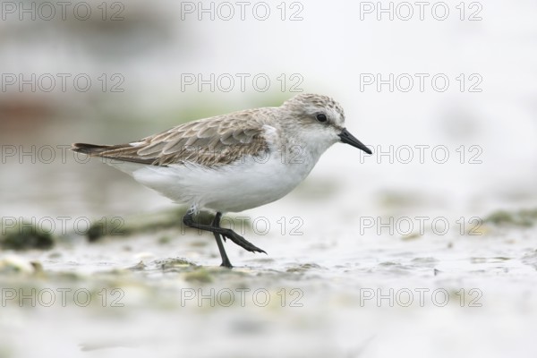 Red-necked Stint (Calidris ruficollis) foraging, Victoria, Australia
