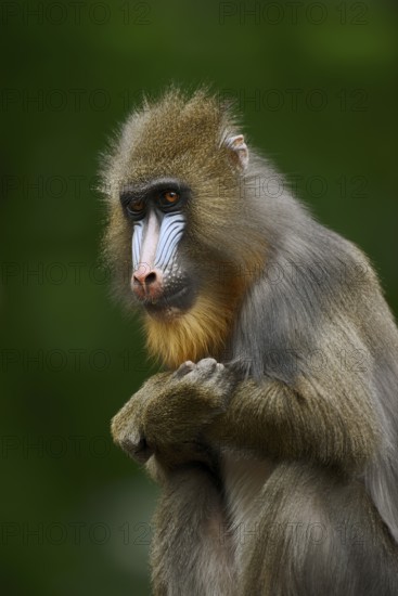 Mandrill (Mandrillus sphinx), female, endangered species, captive, occurrence in Central Africa
