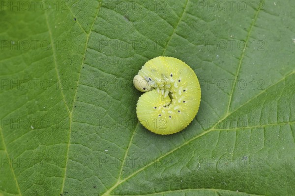 Birch Sawfly, Birch Button Hornworm Wasp (Cimbex femoratus), Birch Sawfly (Symphyta), Birch Button