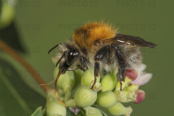A field bumblebee (Bombus pascuorum) with orange back on a green flower bud of edelgamander,