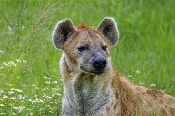 Animal portrait, spotted hyena (Crocuta crocuta), attentive, captive, distribution sub-Saharan