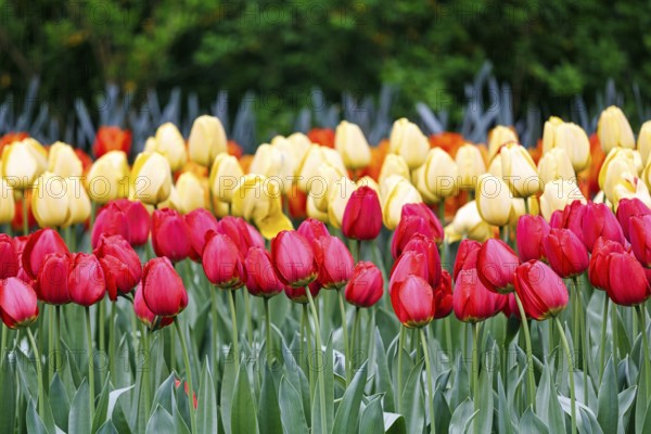 Red and yellow tulips (Tulipa), colourful tulip bed, Keukenhof gardens, Lisse, Bollenstreek, South