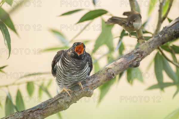 Common Cuckoo (Cuculus canorus) juvenile begging near the nest of an Eurasian Reed Warbler,