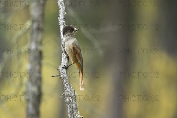 Siberian Jay (Perisoreus infaustus sibericus) perched on a branch, Toew Aimag, Mongolia