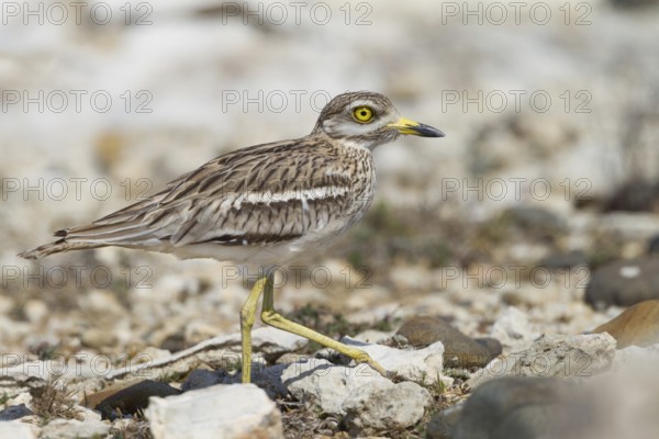 Eurasian Stone-curlew (Burhinus oedicnemus), Cyprus