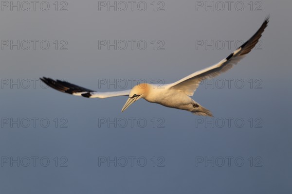 Basstölpel; lat. Sula bassana; im Flug von der Seite im Morgenlicht am Lummenfelsen; Nordsee;