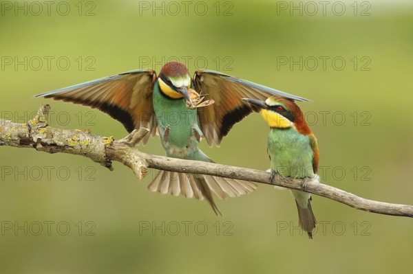 European Bee-eater (Merops apiaster) pair displaying, Piedmont, Italy