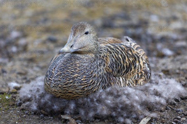 Eider duck (Somateria mollissima), hen brooding on the nest, duck birds (Anatidae), Aventdalen,
