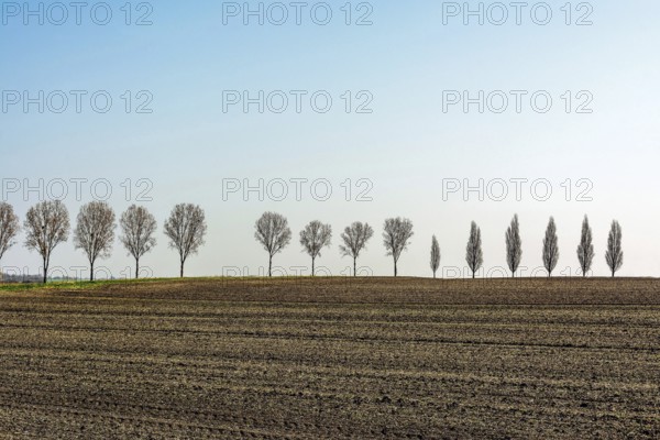 A long row of bare trees stands against a backdrop of a freshly tilled field in rural France. The