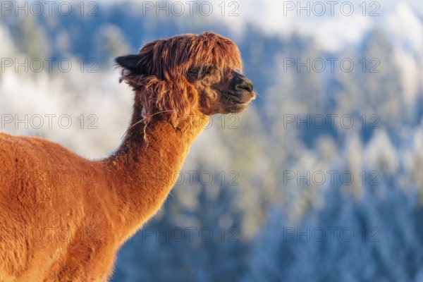 A brown alpaca (Vicugna pacos) stands in the early morning light on a frozen meadow in hilly