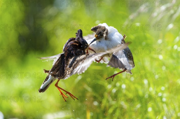 Two ruffs fighting in the air, wings spread, dynamic scene in green surroundings, ruff (Calidris