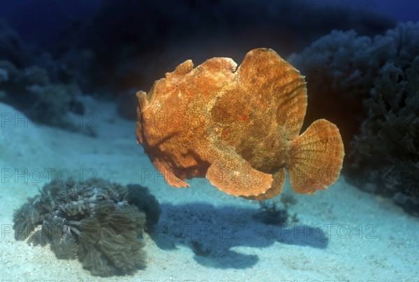 Giant frogfish (Antennarius commersoni) Giant frogfish Lurking hunter orange colour morph colour