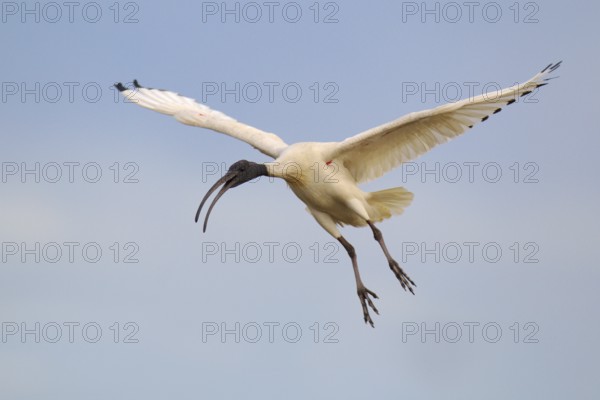 Australian White Ibis (Threskiornis molucca) flying, Victoria, Australia