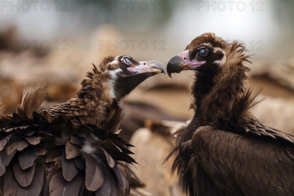 Cinereous Vulture (Aegypius monachus) pair displaying, Castile-La Mancha, Spain