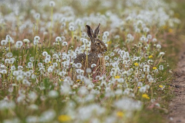 Feldhase (Lepus europaeus) sitzt in Wiese aus Löwenzahn (Taraxacum officinale), Schleswig-Holstein,
