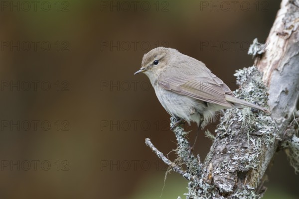 Siberian Chiffchaff - Taigazilpzalp - Phylloscopus tristis, Kazakhstan