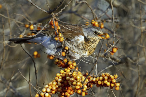 Fieldfare (Turdus pilaris) feeding on berries of Common sea buckthorn (Hippophae rhamnoides),